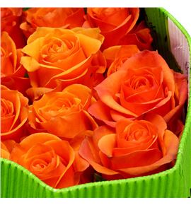 Rosa ecu joy 50 - REJOY