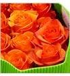 Rosa ecu joy 50 - REJOY1