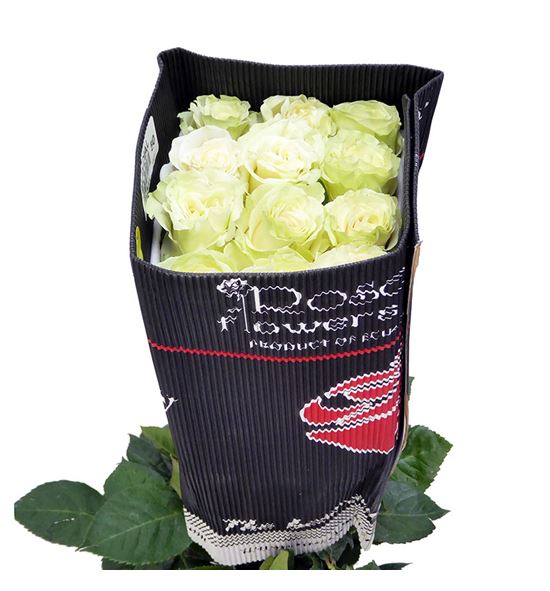 Rosa ecu mondial 90 - REMON