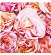Rosa ecu phoenix 40 - REPHO1