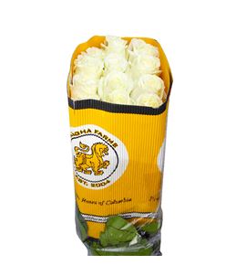 Rosa ecu playa blanca 40 - RCPLABLA