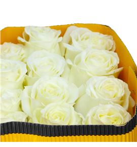 Rosa ecu playa blanca 40 - RCPLABLA