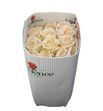 Rosa ecu soul 40 - RESOU
