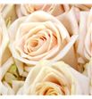 Rosa ecu soul 40 - RESOU1