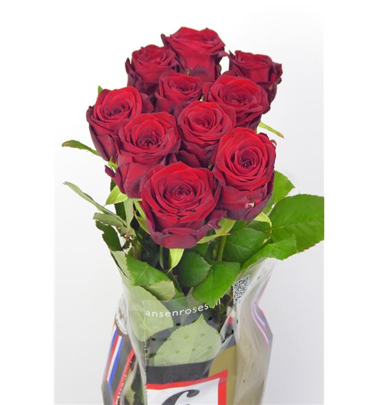 Rosa hol. red naomi 70 a2 - RGRREDNAO