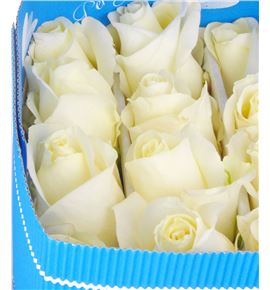 Rosa ecu white chocolate 60 - RCWHICHO