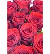 Rosa hol. red naomi 70 a2 - RGRREDNAO1