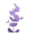 Eucaliptus cinerea milka - EUCINMIL1
