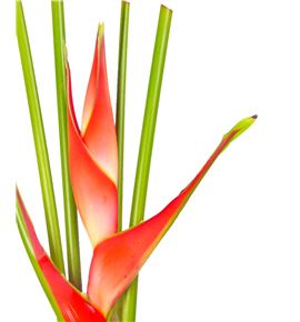 Heliconia buyard 90 - HELTRO1