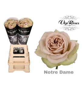 Rosa hol notre dame 60 - RGRNOTDAM