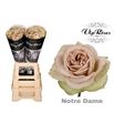 Rosa hol notre dame 60 - RGRNOTDAM