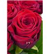 Rosa hol. red naomi 70 a2 - RGRREDNAO2