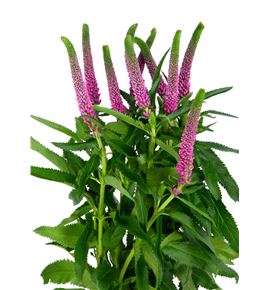 Veronica smart iselle 60 - VERSMAISE