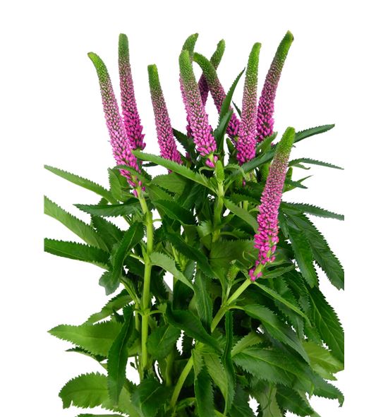 Veronica smart iselle 60 - VERSMAISE