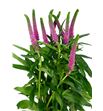 Veronica smart iselle 60 - VERSMAISE