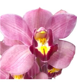 Cymbidium rollercoaster x6 - CYMBROL