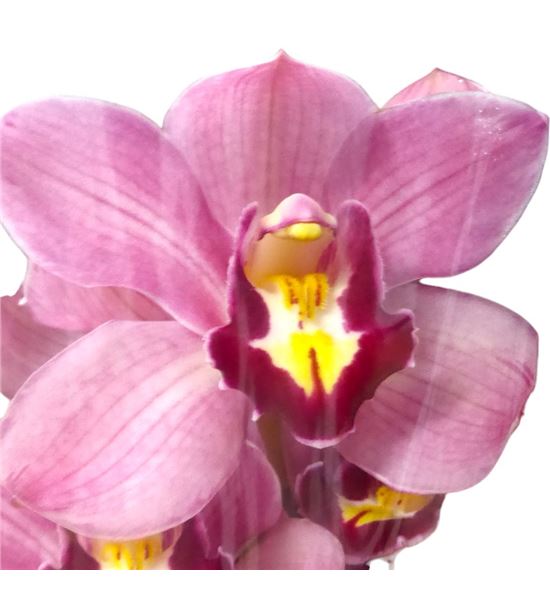 Cymbidium rollercoaster x6 - CYMBROL