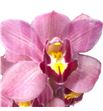Cymbidium rollercoaster x6 - CYMBROL