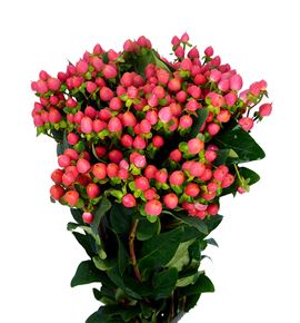 Hypericum sweet romance 60 - HYPSWEROM