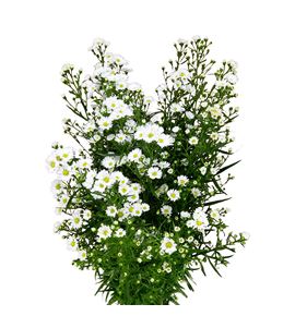 Aster monte casino 80 - ASTMONCAS