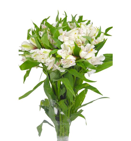 Alstroemeria selec blanca - ALSEBLA