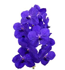 Vanda royal blue x16 - VANROYBLU