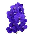 Vanda royal blue x16 - VANROYBLU