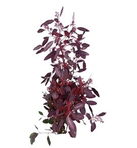 Eucaliptus populus rojo natural - EUCPOPROJNAT