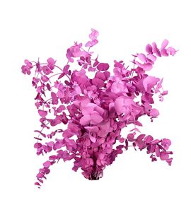 Eucaliptus cinerea rosa - EUCINROS