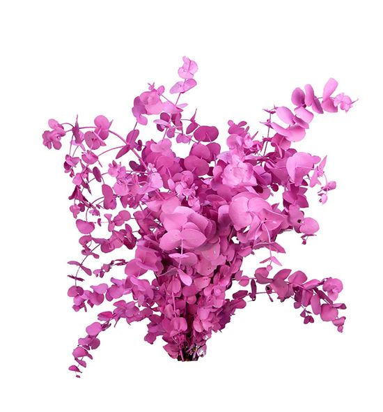 Eucaliptus cinerea rosa - EUCINROS