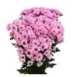 Cr santini bowie soft pink 55 - CRSBOWSOFPIN