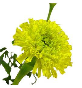 Tagetus promise yellow 80 - TAGPROYEL