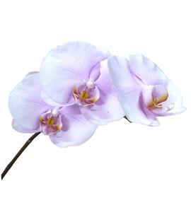Phal tikal x25 - PHATIK