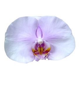 Phal tikal x25 - PHATIK