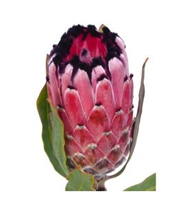 Protea red magic 60 - PROREDMAG
