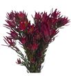 Leucadendro sal blush 50 - LEUSALBLU