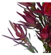 Leucadendro sal blush 50 - LEUSALBLU1