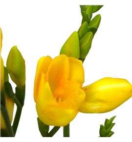 Fresia valerie 52 - FREVAL