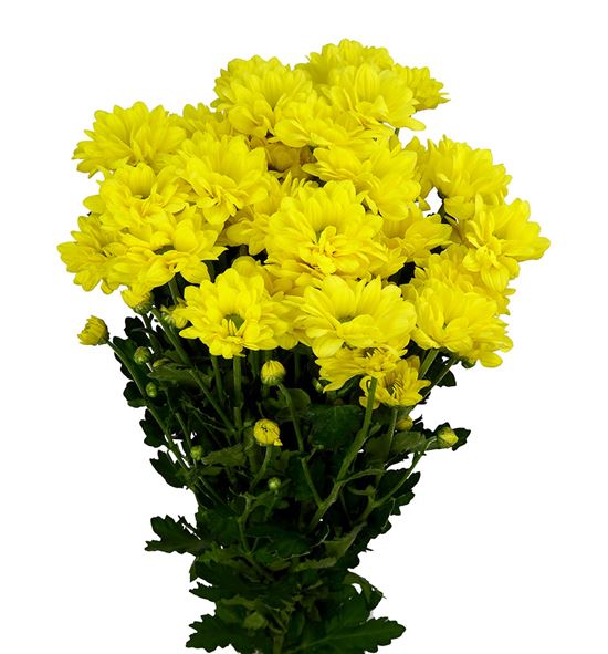 Marg bacardi sunny - MHBACSUN