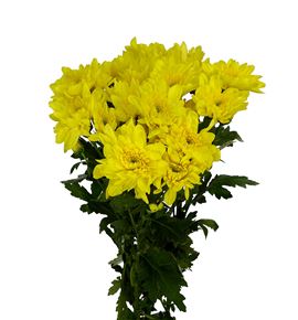 Marg col zembla yellow - MCZEMYEL