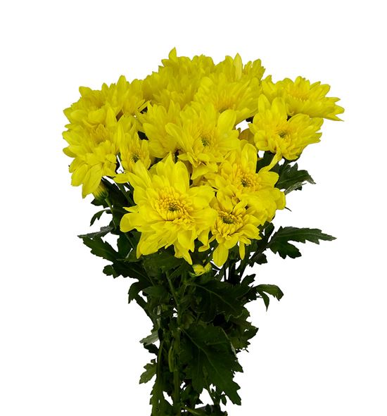 Marg col zembla yellow - MCZEMYEL