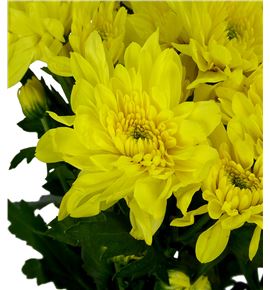 Marg col zembla yellow - MCZEMYEL