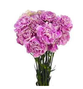 Clavel fancy antigua - CLAANT