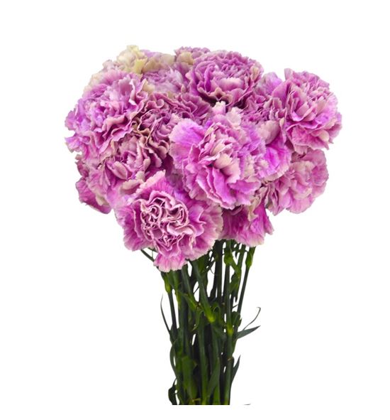 Clavel fancy antigua - CLAANT