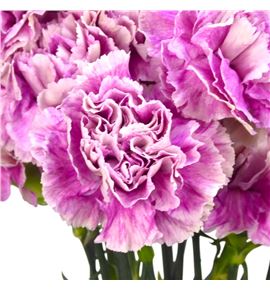 Clavel fancy antigua - CLAANT