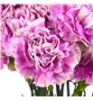 Clavel fancy antigua - CLAANT1