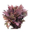 Quercus coral - QUECOR