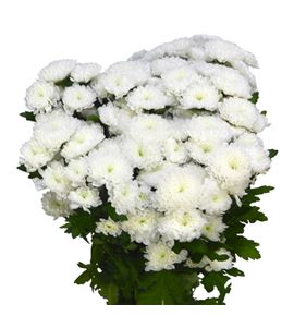 Cr santini baykal 55 - CRSBAY