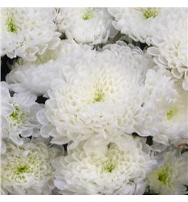 Cr santini baykal 55 - CRSBAY