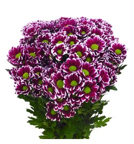 Cr santini doppia 55 - CRSDOP